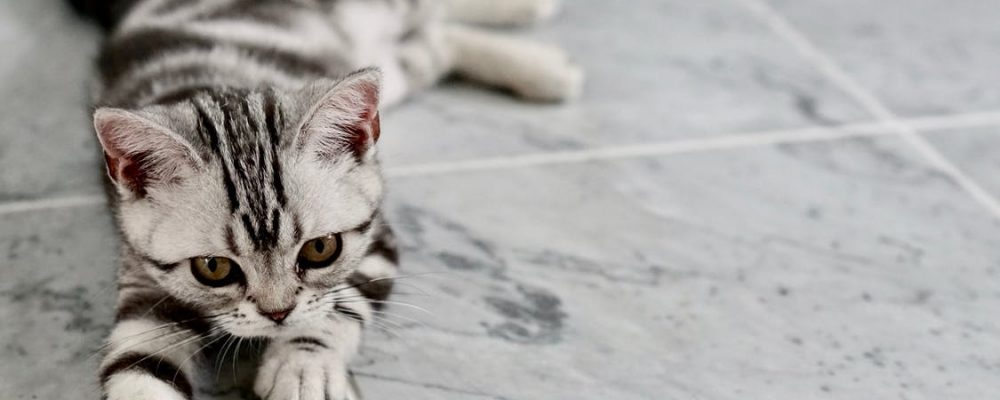 مخاطر فرط التبول عند القطط