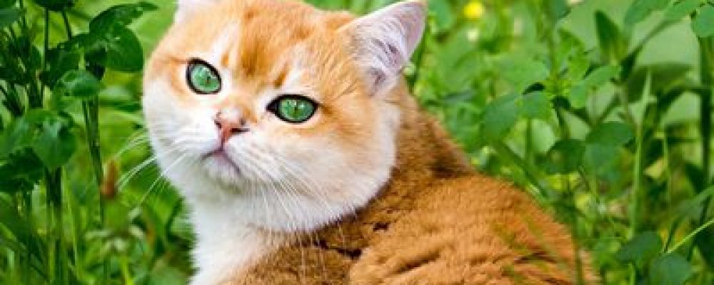 علاج تقرح قرنية العين عند القطط