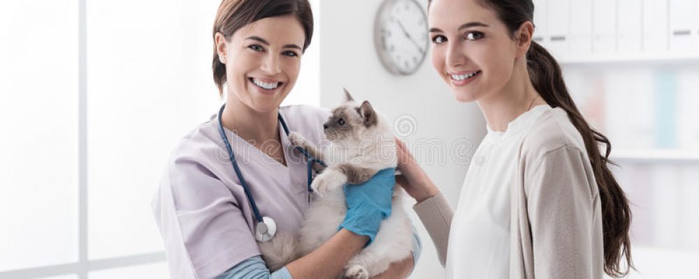 كيف يتم فحص الحيوان الأليف في العيادة البيطرية