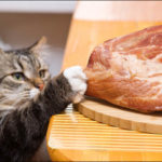 اهمية البروتين في طعام القطط