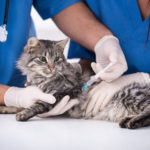 جدول تطعيم القطط و تطعيمات القطط بالتفصيل