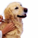 جدول تطعيمات الكلاب ضد الأمراض الفيروسية القاتلة. تطعيم الكلاب و ميعاده وسعره