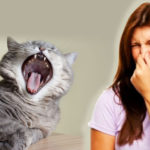 ربما لاحظت اختلاف رائحة نفس قطتك في بعض الأحيان وبدون أسباب واضحة, لذلك نوضح لك أسباب تغير رائحة فم قطتك وكذلك طرق التخلص من رائحة الفم الكريهة في القطط