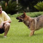 ملف تدريب الكلاب على الحركات المختلفة