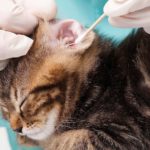 علاج جرب الأذن عند القطط بجميع أنواعها