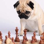 اختبار ذكاء الكلاب سبعة علامات تدل على نسبة ذكاء الكلب