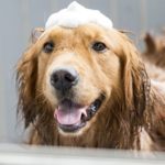 الصابون العادي بديل شامبو استحمام الكلاب
