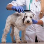 كيفية التخلص من البراغيث من جسم الكلب و طرق القضاء على براغيث الكلاب