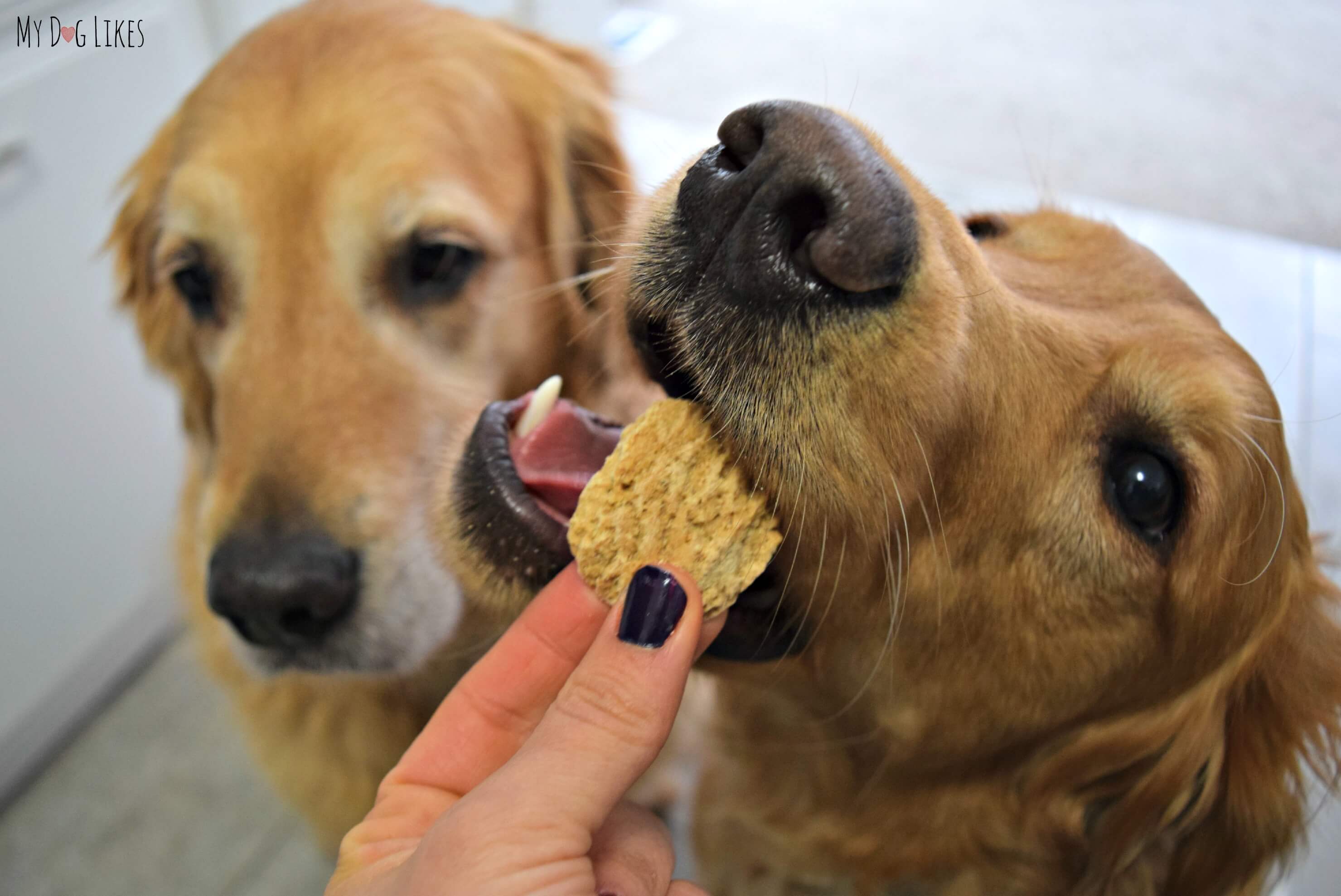 Кормить собаку печенью. Собака кушает. Вкусняшки для собак. Лакомства для собак. Собака ест лакомство.