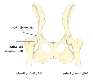 شكل المفصل في الكلب