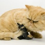 علاج كسور العظام في القطط الالتواء والعرج والكدمات