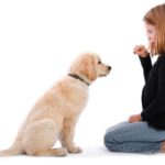 كيف تعاقب كلبك بشكل صحيح طريقة عقاب الكلاب السلبي والإيجابي
