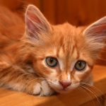 علاج الجرب عند القطط وأسبابه بالصور