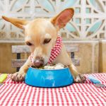 5 أمراض تصيب الكلاب بسبب سوء التغذية
