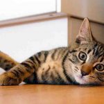 علاج زيادة نشاط الغدة الدرقية عند القطط
