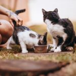 خمس عادات اكل غير عادية عند القطط
