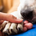 التهابات جلد القدم عند الكلاب