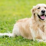 العلاج الضوئى عند الكلاب