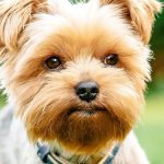 التهاب الجلد العصبى عند الكلاب