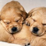 تنظيم اوقات النوم عند الكلاب
