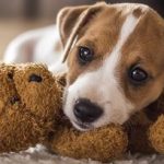 التهاب الانسجة الدهنية فى الكلاب