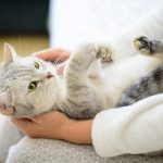 عدوى التهاب المفاصل عند القطط