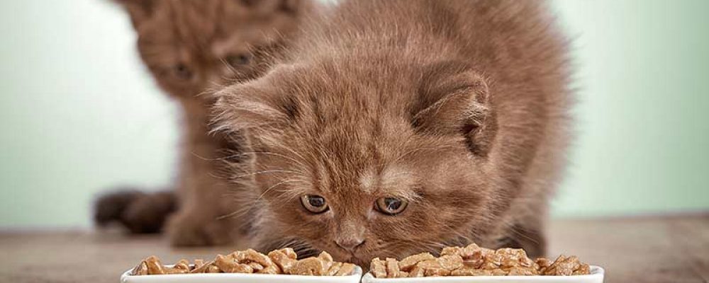 Как научить котенка кушать