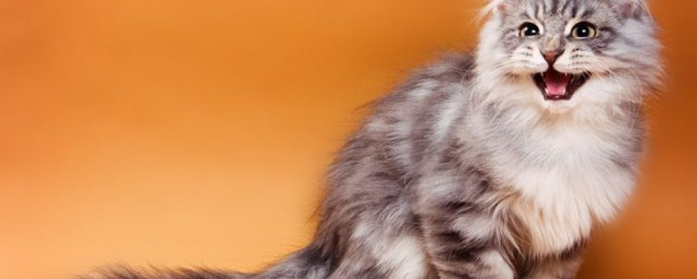أصوات القطط ومعانيها دليل العيادات البيطرية دكتور بيطري بين يديك