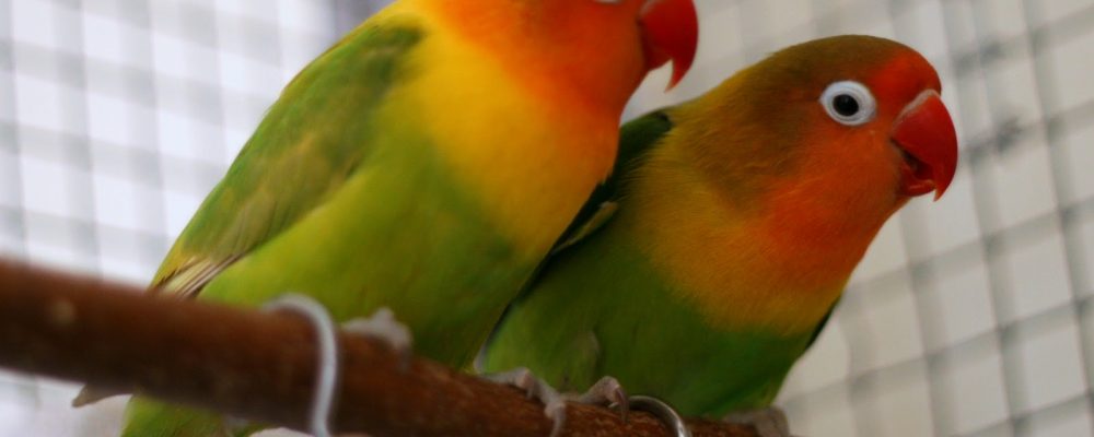 أمراض عصافير الزينة الروز طائر الحب وعلاجها دليل العيادات البيطرية دكتور بيطري بين يديك أمراض عصافير الزينة الروز طائر الحب وعلاجها دليل العيادات البيطرية دكتور بيطري بين يديك