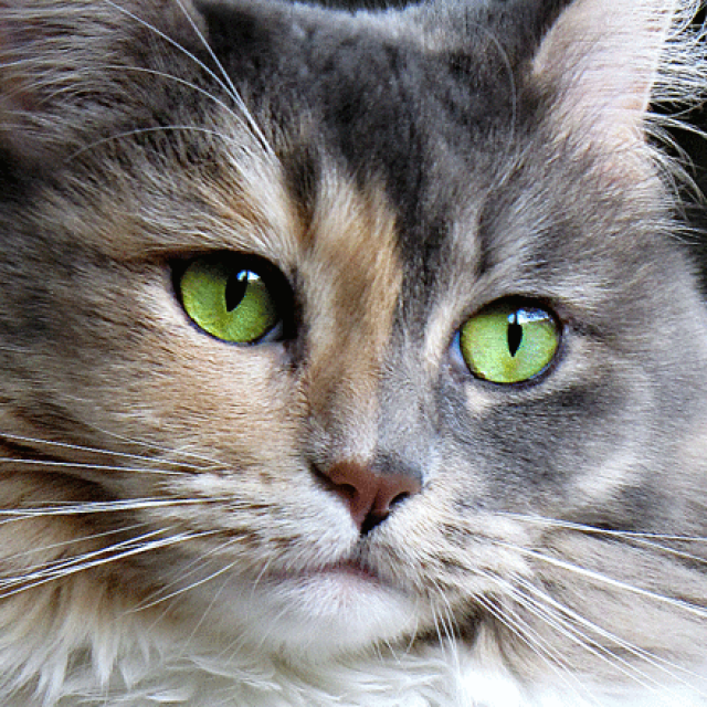 أمراض العيون عند القطط وعلاجها