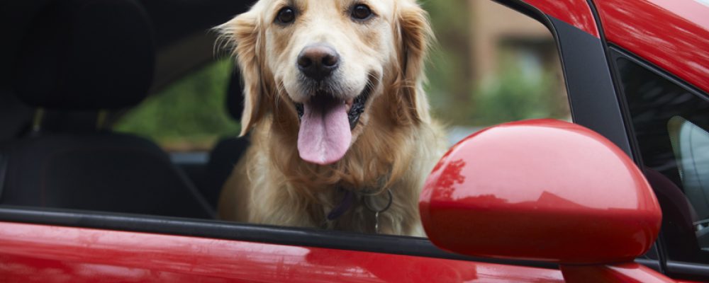 7 نصائح عند السفر مع الكلاب والقطط بالسيارة