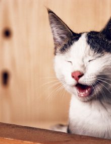 حساسية الاسنان عند القطط وكيفية الوقاية منها