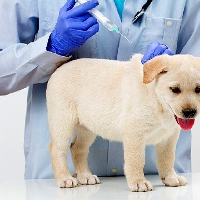 أسعار تطعيم الكلاب لعام 2017