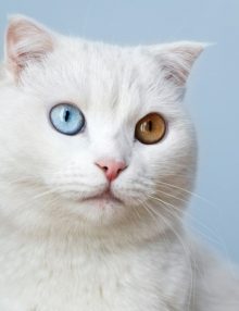 استئصال عدسة العين عند القطط ومدى خطورتها