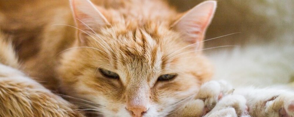 خطوات علاج تسمم القطط وعلامات التسمم بالتفصيل