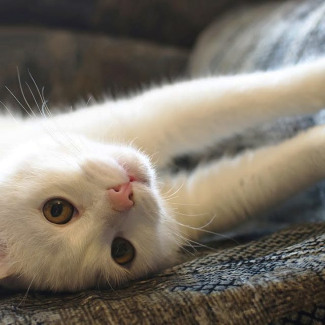 أسباب و علاج خدش القطط للأثاث