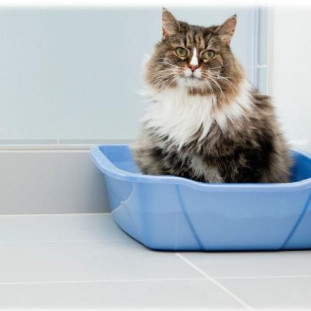 كيفية اختيار صندوق فضلات القطط ( الليتر بوكس )