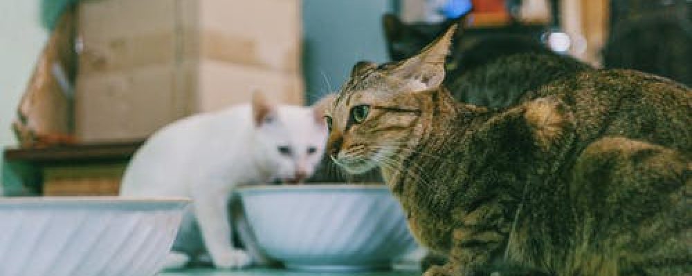 انزلاق الغضروف عند القطط “افضل طرق علاجه”