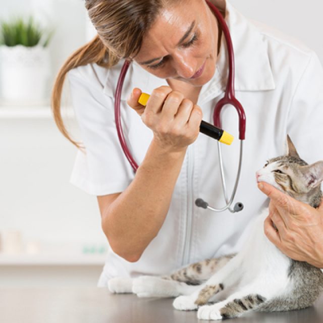 7 نصائح لعلاج عدوى العين عند القطط