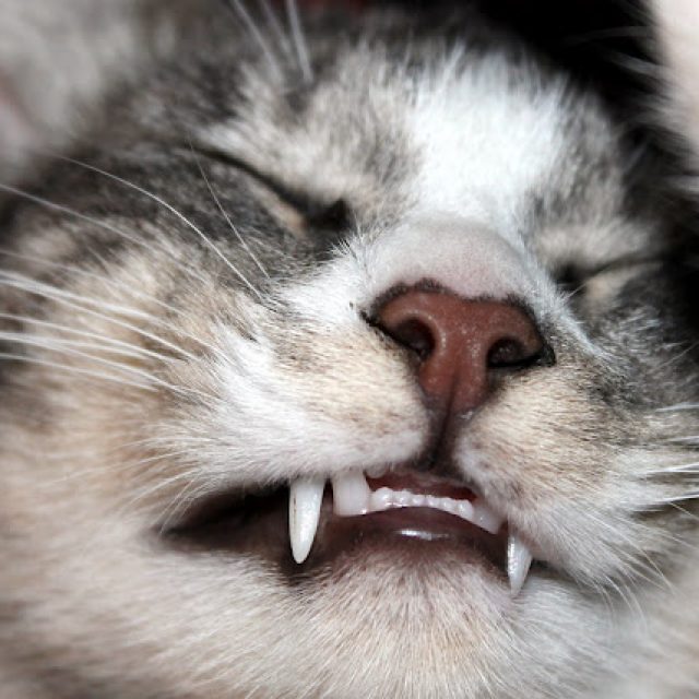 تجنب فقدان الاسنان عند القطط