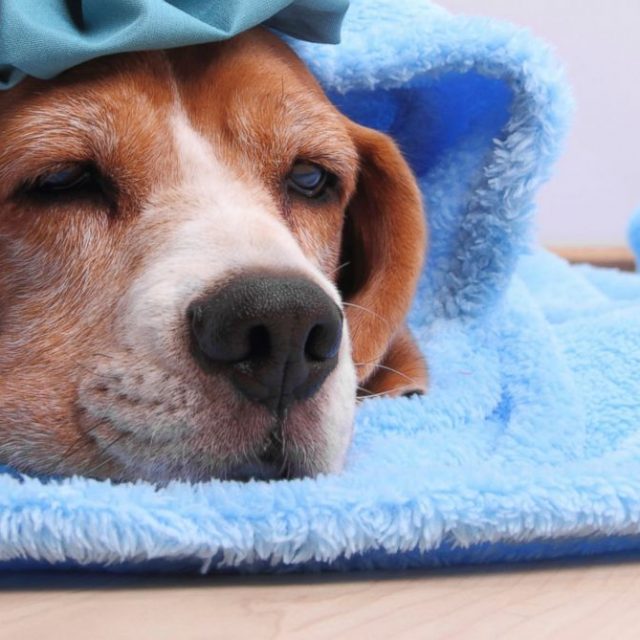 أنفلونزا الكلاب: أعراض نزلات البرد عند الكلاب وطرق العلاج