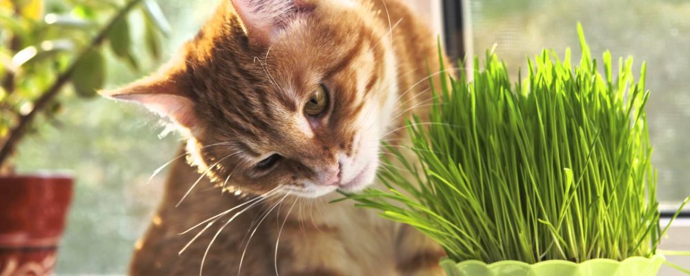 لماذا تأكل القطط العشب : 3 أسباب