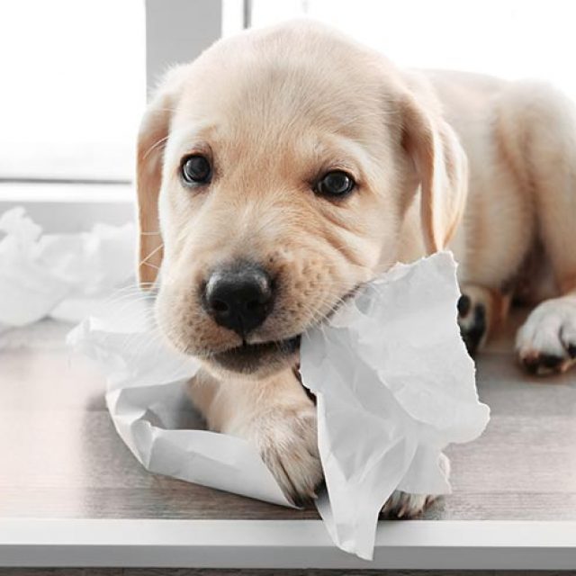 لماذا تأكل الكلاب المناديل الورقية والأوراق ؟