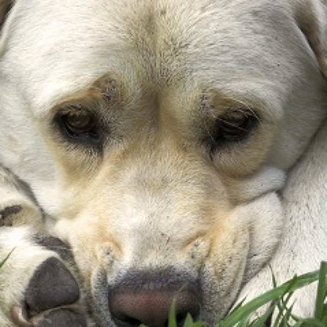 التهاب فتحة الشرج عند الكلاب