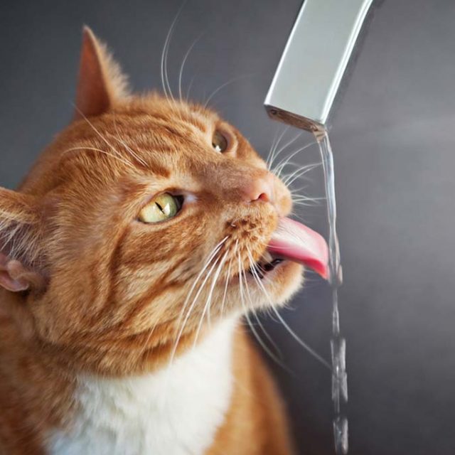 ما هي كمية الماء للقطط التي تحتاجها يوميا