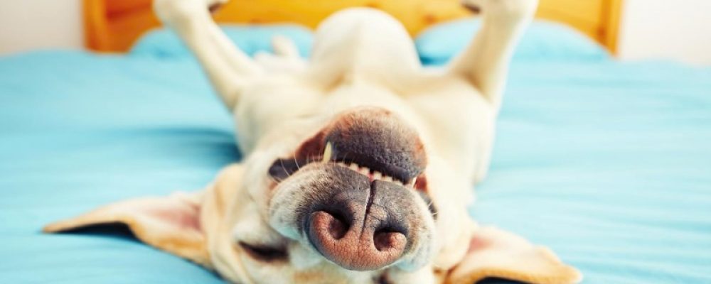 علاج التهابات اللوز عند الكلاب
