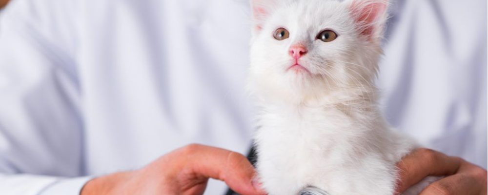 ما هى عدوى الثدى البكتيرية عند القطط ؟