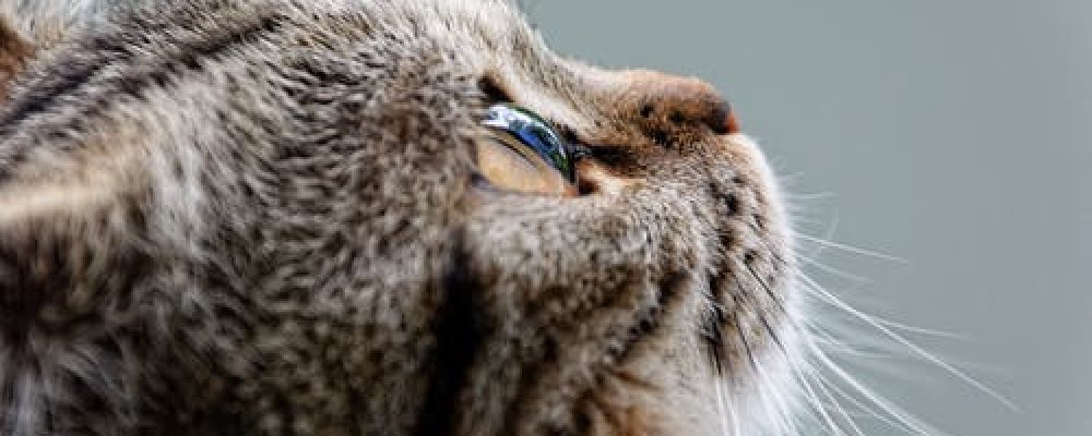 عدوى الثدى الجرثومية عند القطط “مقال شامل”
