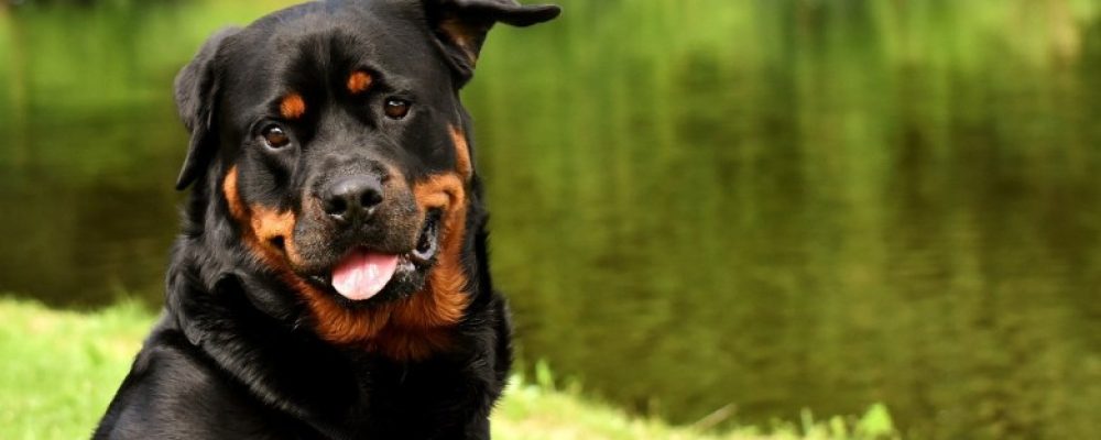 العلاج الطبيعى لعدوى الخميرة عند الكلاب