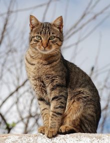5 اصوات عند القطط ومعانيهم